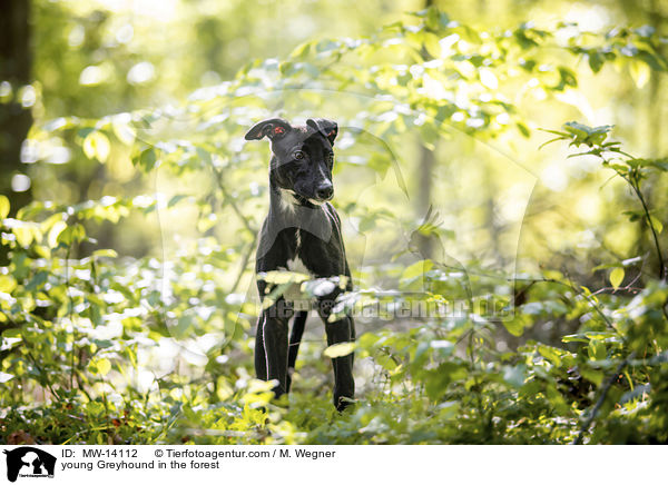 young Greyhound in the forest / MW-14112