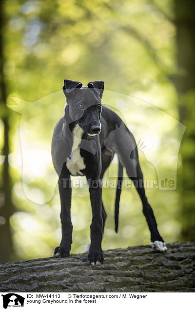 young Greyhound in the forest / MW-14113