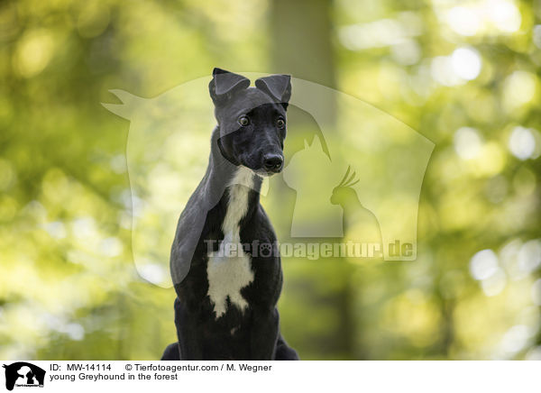 young Greyhound in the forest / MW-14114