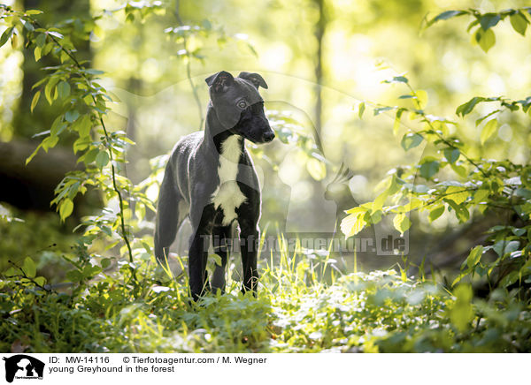 young Greyhound in the forest / MW-14116