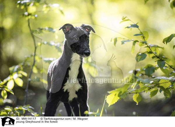 young Greyhound in the forest / MW-14117