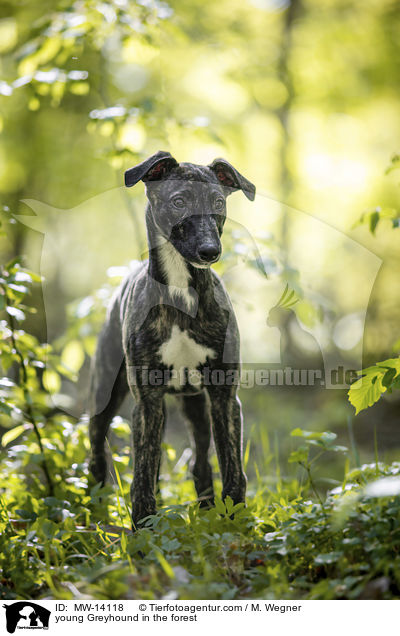 young Greyhound in the forest / MW-14118