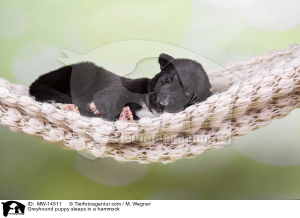 Greyhound puppy sleeps in a hammock / MW-14511