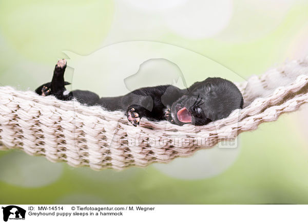 Greyhound puppy sleeps in a hammock / MW-14514