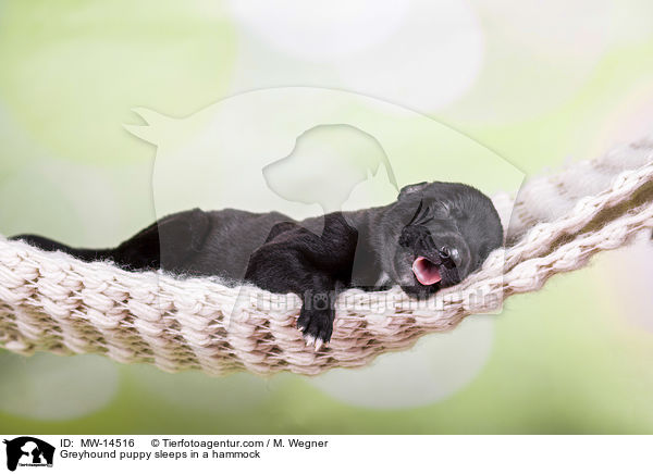 Greyhound puppy sleeps in a hammock / MW-14516