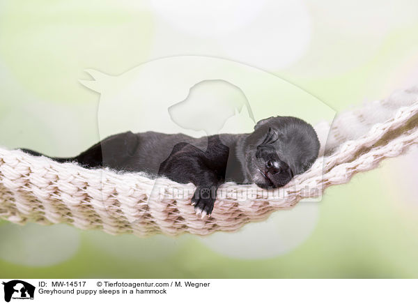 Greyhound puppy sleeps in a hammock / MW-14517