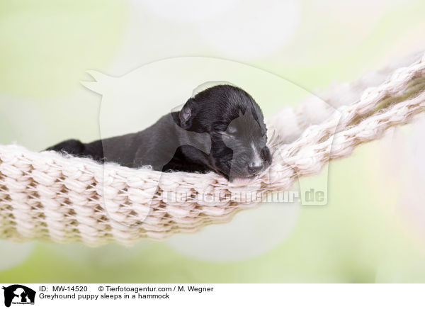 Greyhound puppy sleeps in a hammock / MW-14520