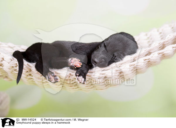Greyhound puppy sleeps in a hammock / MW-14524