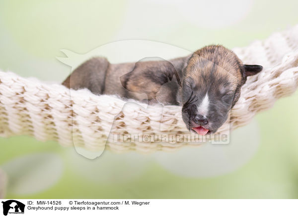 Greyhound puppy sleeps in a hammock / MW-14526