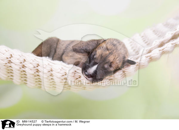 Greyhound puppy sleeps in a hammock / MW-14527