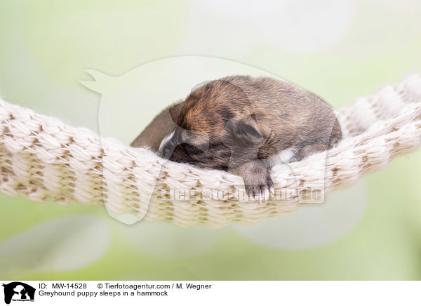 Greyhound puppy sleeps in a hammock / MW-14528