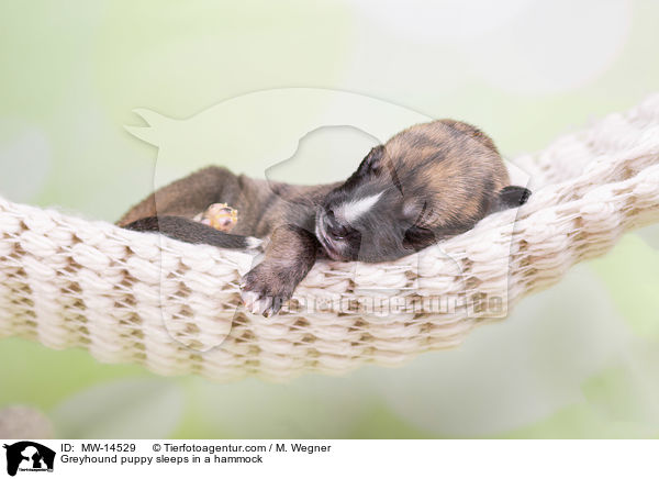 Greyhound puppy sleeps in a hammock / MW-14529