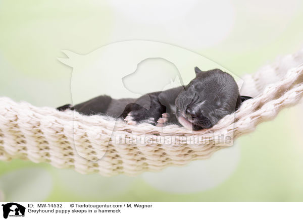 Greyhound puppy sleeps in a hammock / MW-14532