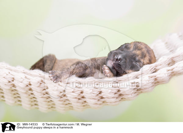 Greyhound puppy sleeps in a hammock / MW-14533