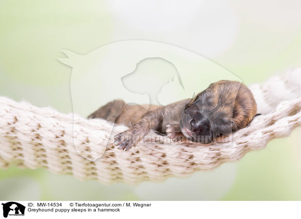 Greyhound puppy sleeps in a hammock / MW-14534