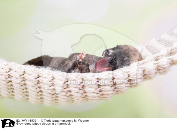 Greyhound puppy sleeps in a hammock / MW-14536
