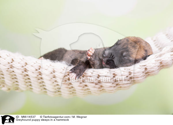 Greyhound puppy sleeps in a hammock / MW-14537
