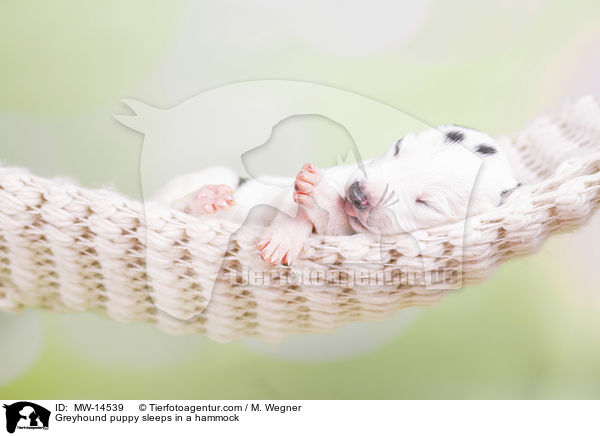 Greyhound puppy sleeps in a hammock / MW-14539