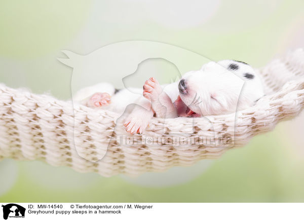 Greyhound puppy sleeps in a hammock / MW-14540