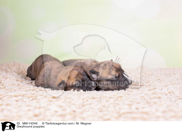 Greyhound puppies / MW-14546