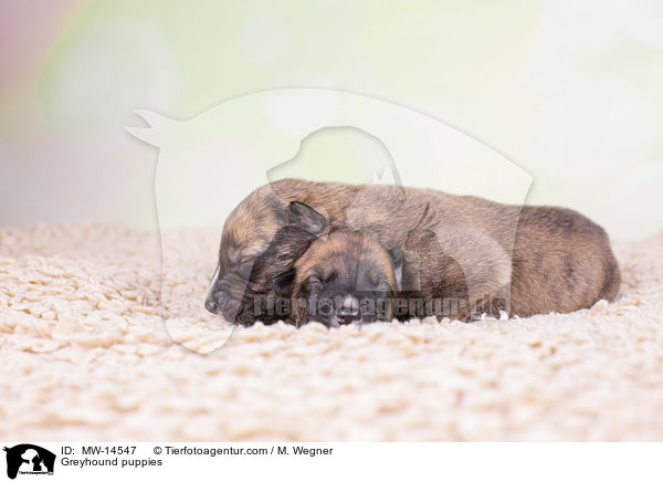 Greyhound puppies / MW-14547