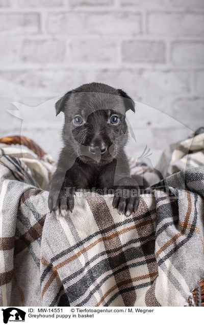 Greyhound puppy in basket / MW-14551