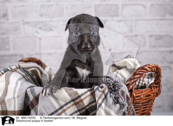 Greyhound puppy in basket / MW-14552
