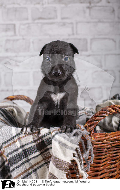 Greyhound puppy in basket / MW-14553