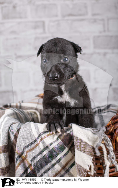Greyhound puppy in basket / MW-14555