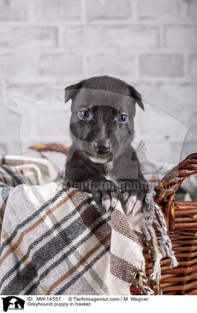 Greyhound puppy in basket / MW-14557