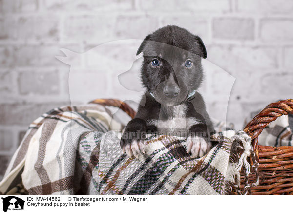 Greyhound puppy in basket / MW-14562
