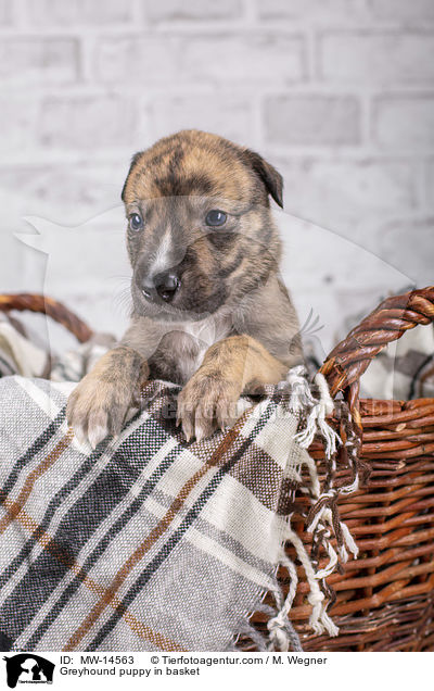 Greyhound puppy in basket / MW-14563