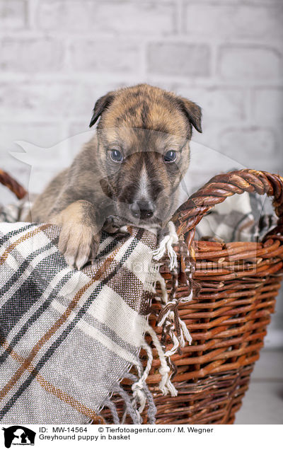 Greyhound puppy in basket / MW-14564