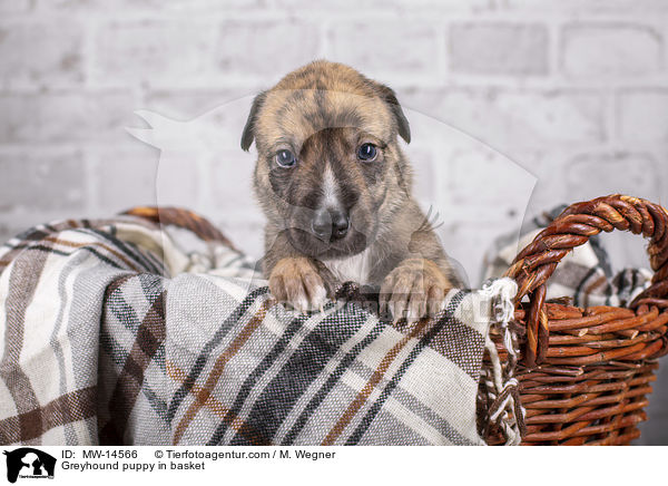 Greyhound puppy in basket / MW-14566