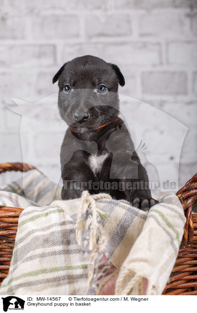 Greyhound puppy in basket / MW-14567