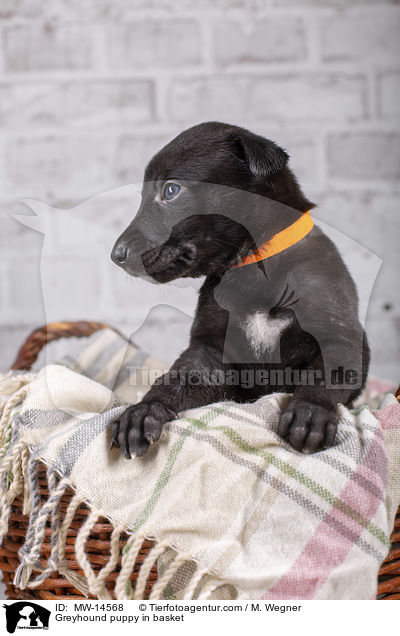 Greyhound puppy in basket / MW-14568