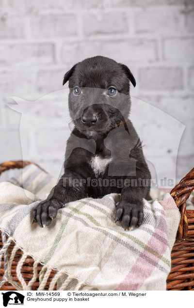Greyhound puppy in basket / MW-14569