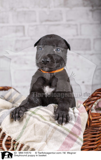 Greyhound puppy in basket / MW-14570