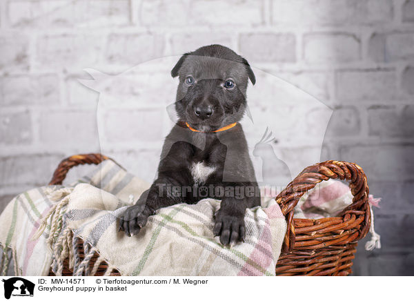 Greyhound puppy in basket / MW-14571