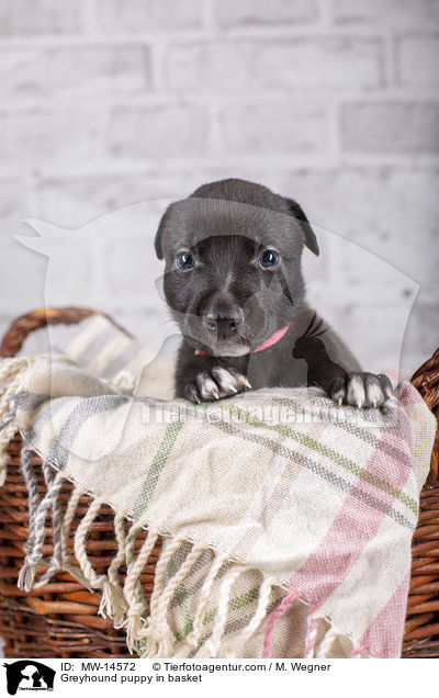 Greyhound puppy in basket / MW-14572