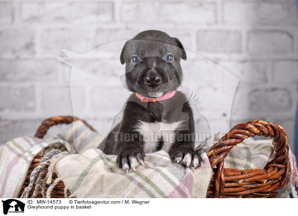 Greyhound puppy in basket / MW-14573