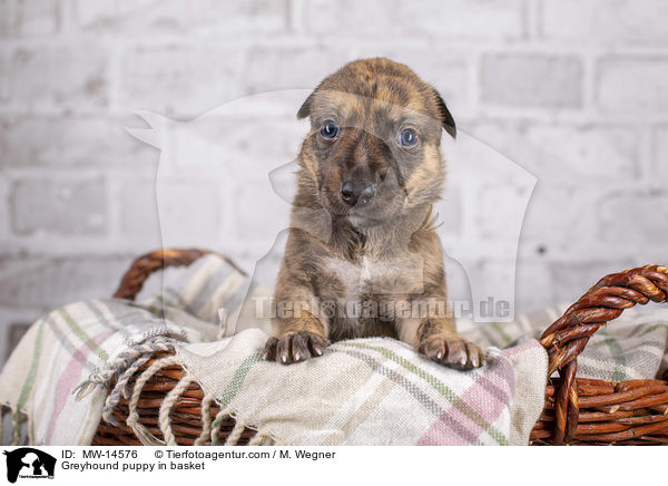 Greyhound puppy in basket / MW-14576