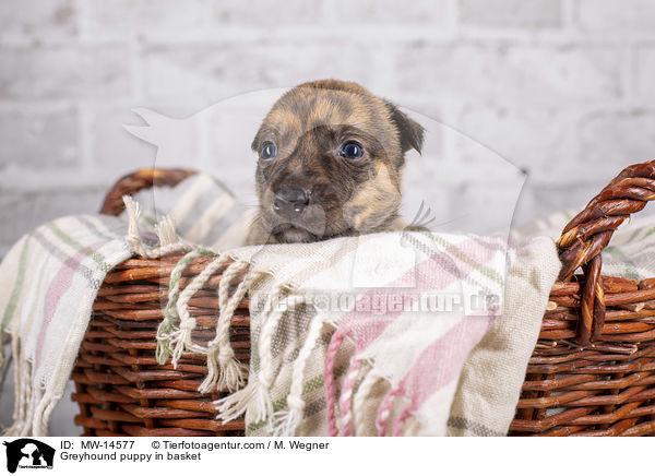 Greyhound puppy in basket / MW-14577