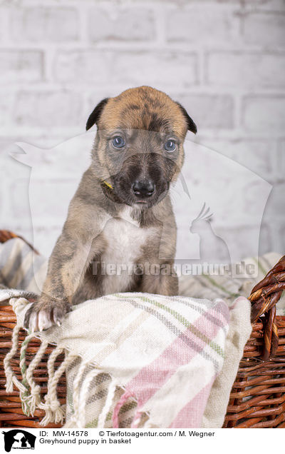 Greyhound puppy in basket / MW-14578