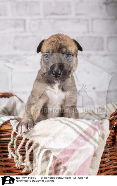Greyhound puppy in basket / MW-14579
