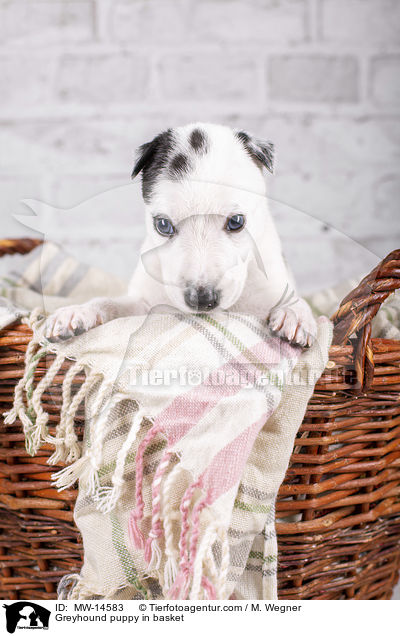 Greyhound puppy in basket / MW-14583