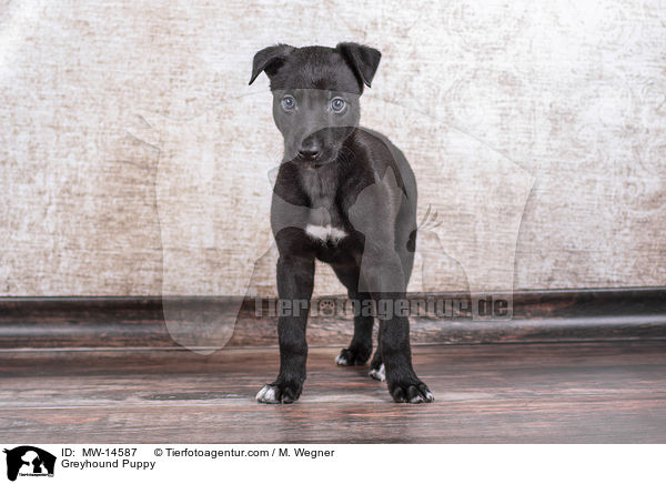 Greyhound Puppy / MW-14587