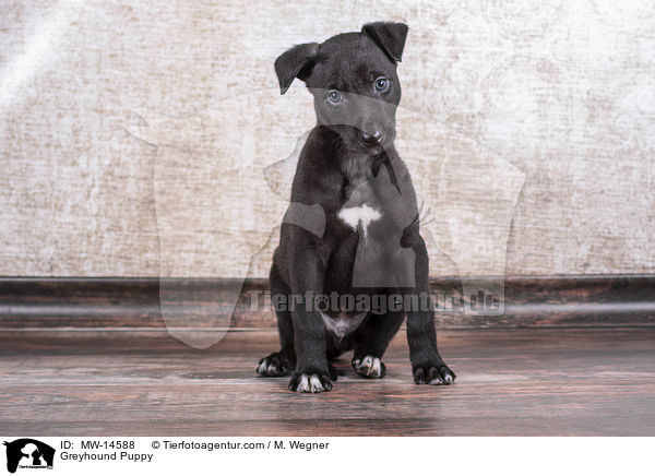 Greyhound Puppy / MW-14588