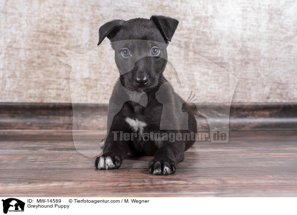 Greyhound Puppy / MW-14589