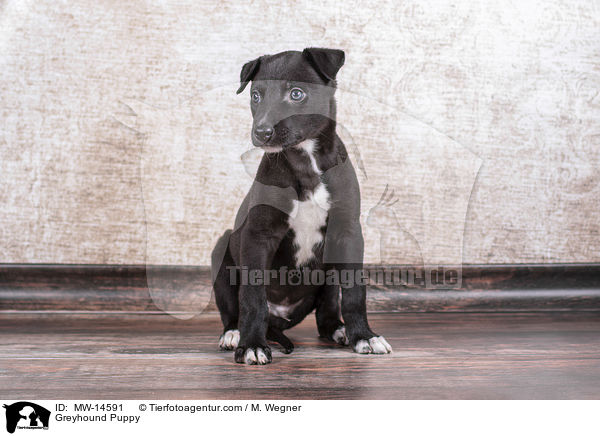 Greyhound Puppy / MW-14591